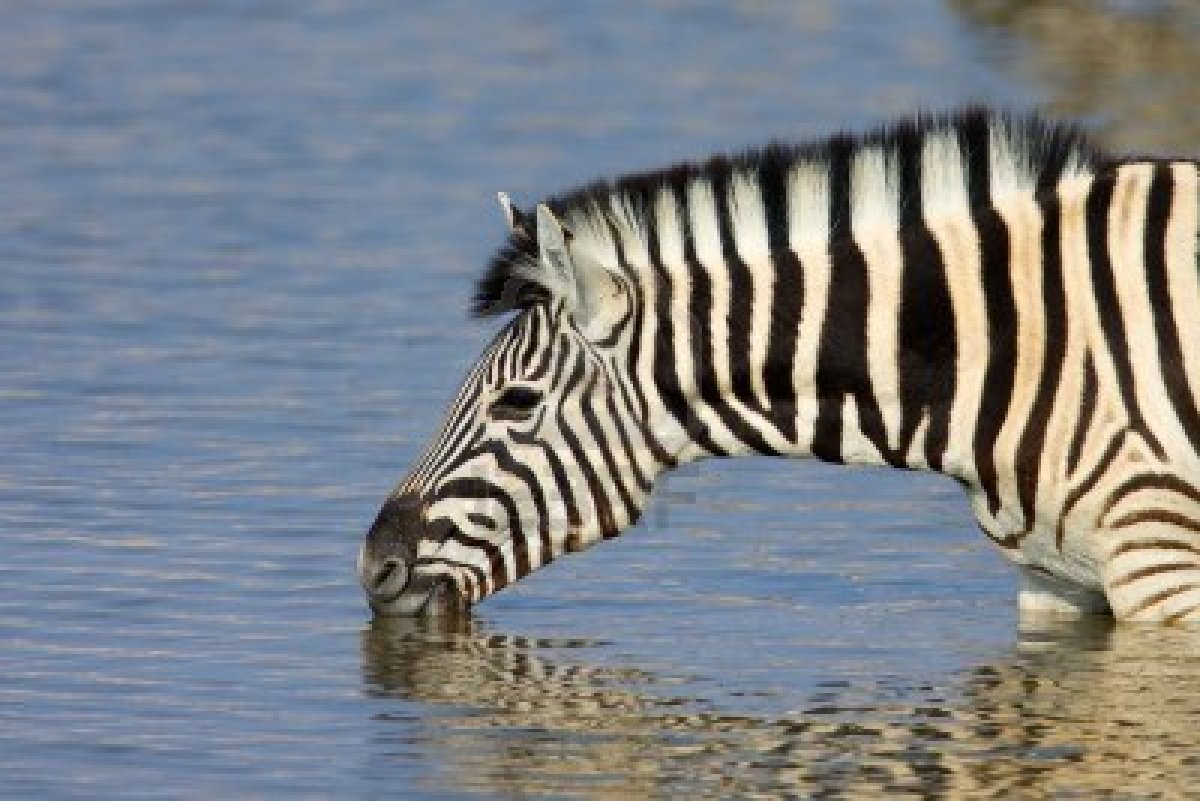 Zebra Pictures mouade agafay